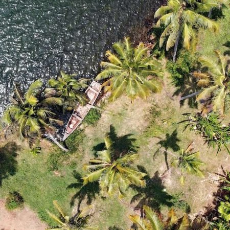 aerial view of green trees beside body of water during daytime